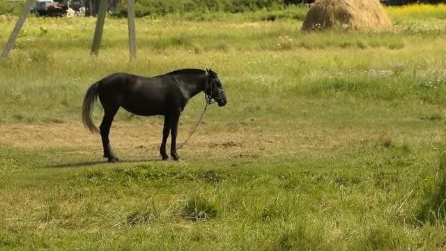 Foal In The Meadow: Stock Video