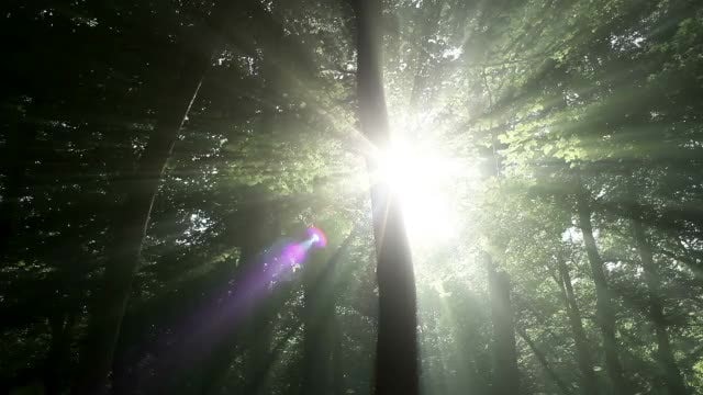 Sunlight In Green Forest: Stock Video