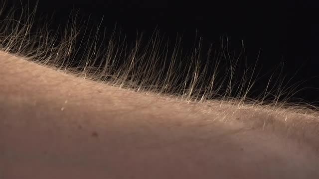 Rising Arm Hairs: Stock Video