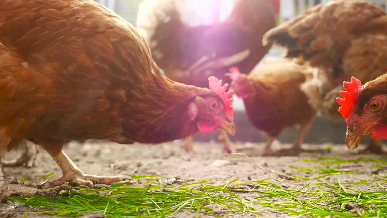 Chickens Eat Grain Stock Video Motion Array