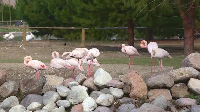 Flamingos: Stock Video