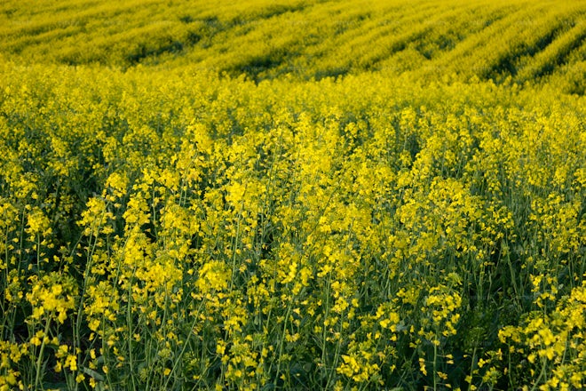 Field Of Blooming Rapeseed - Stock Photos | Motion Array