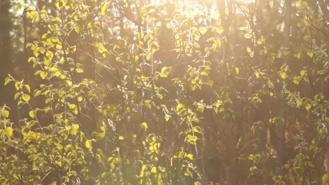 Trees In Summer: Stock Video