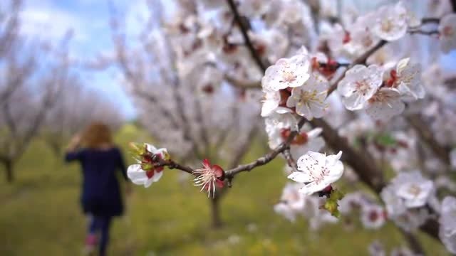 Apricot Tree In Spring: Stock Video