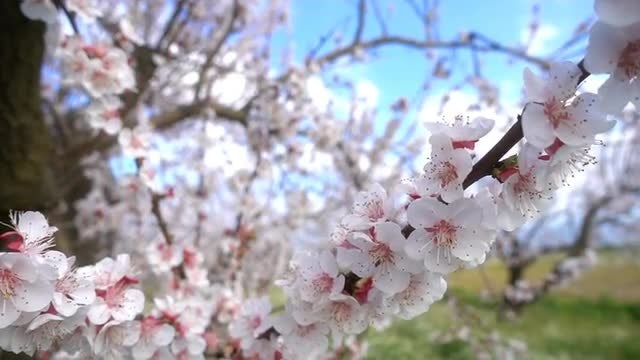 Blossoming Apricot Tree: Stock Video