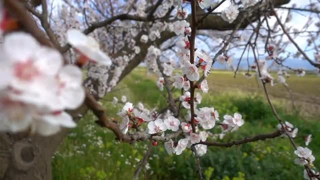 Apricot Tree With Flowers: Stock Video