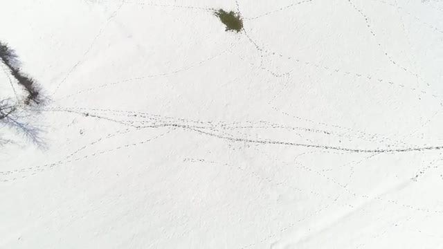 Steps In Snow: Stock Video