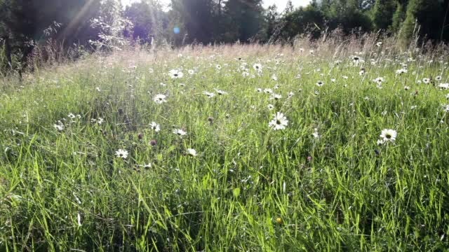 Summer Meadow: Stock Video