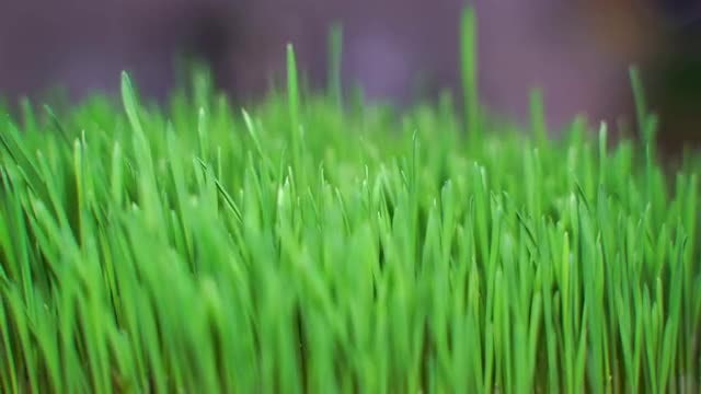 Green Grass: Stock Video