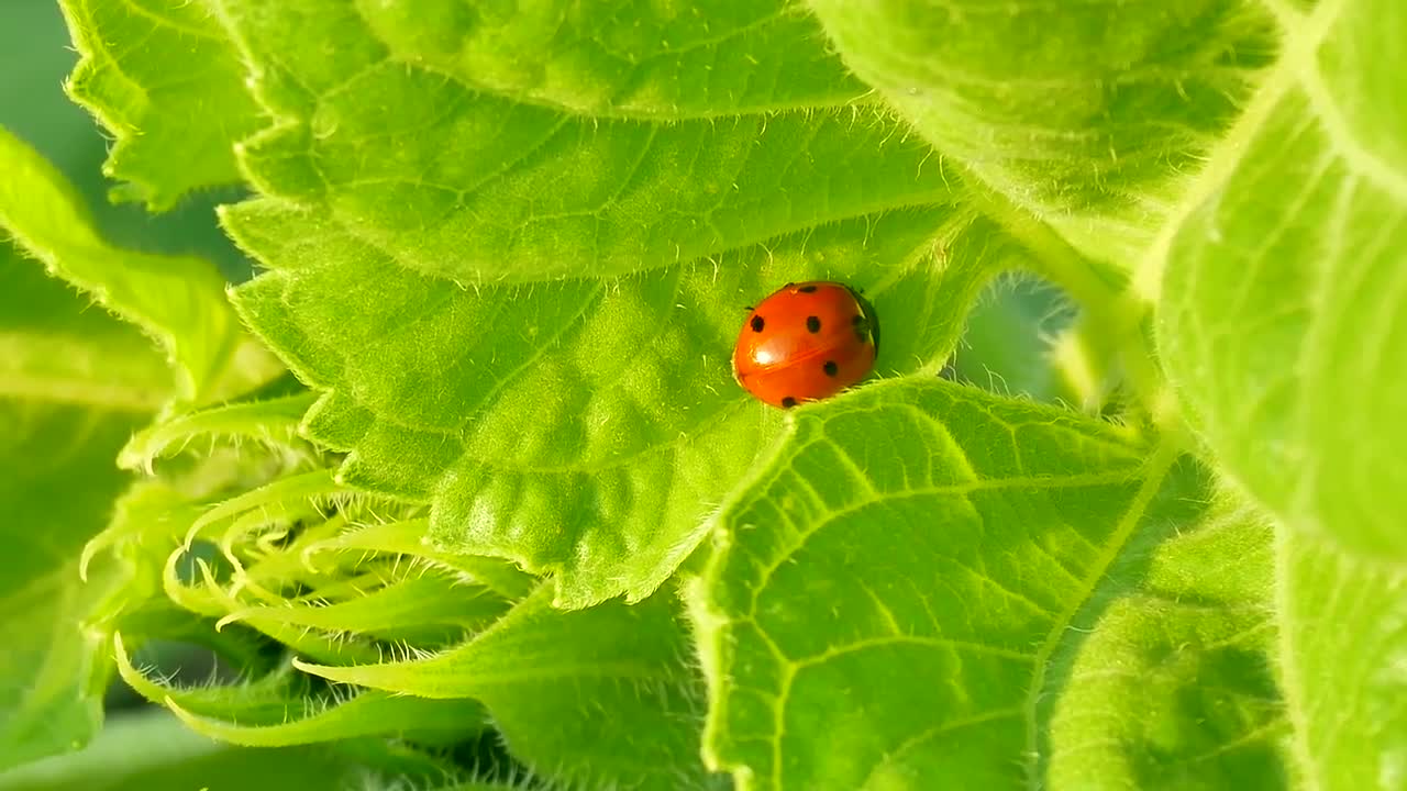 Ladybug On A Leaf - Stock Video | Motion Array