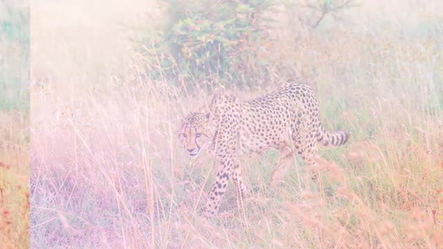 Light Leak Flash Transitions: Premiere Pro Presets