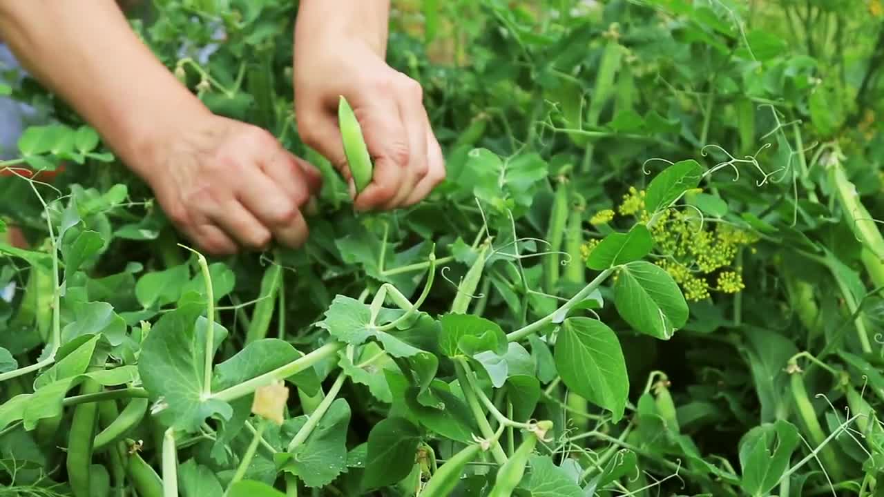 Bush Peas Stock Video Motion Array