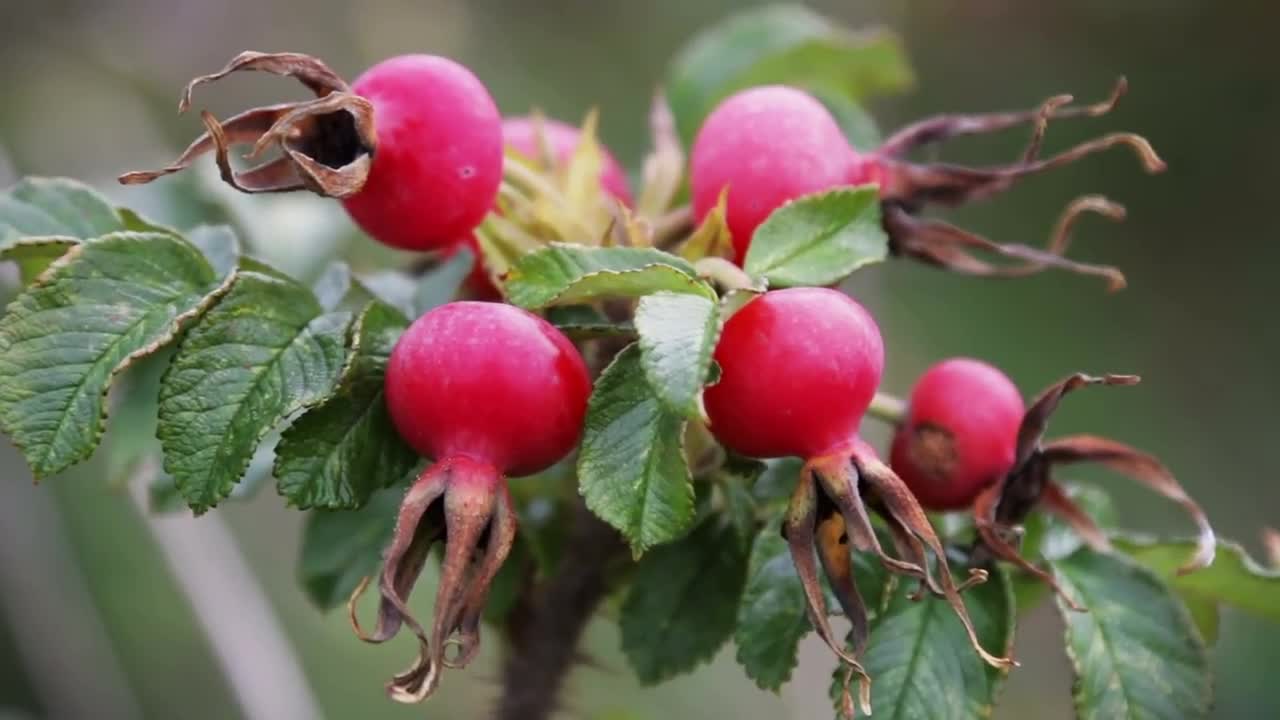 Rose Hip Fruit Stock Video Motion Array