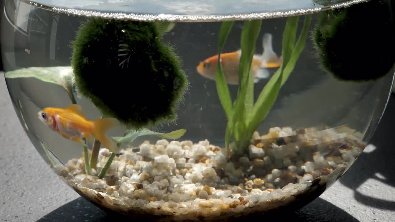 fishbowl tutorial videos