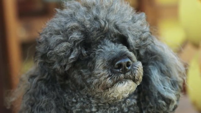 Small Poodle Stock Video Motion Array Small Poodle Stock Video Motion Array