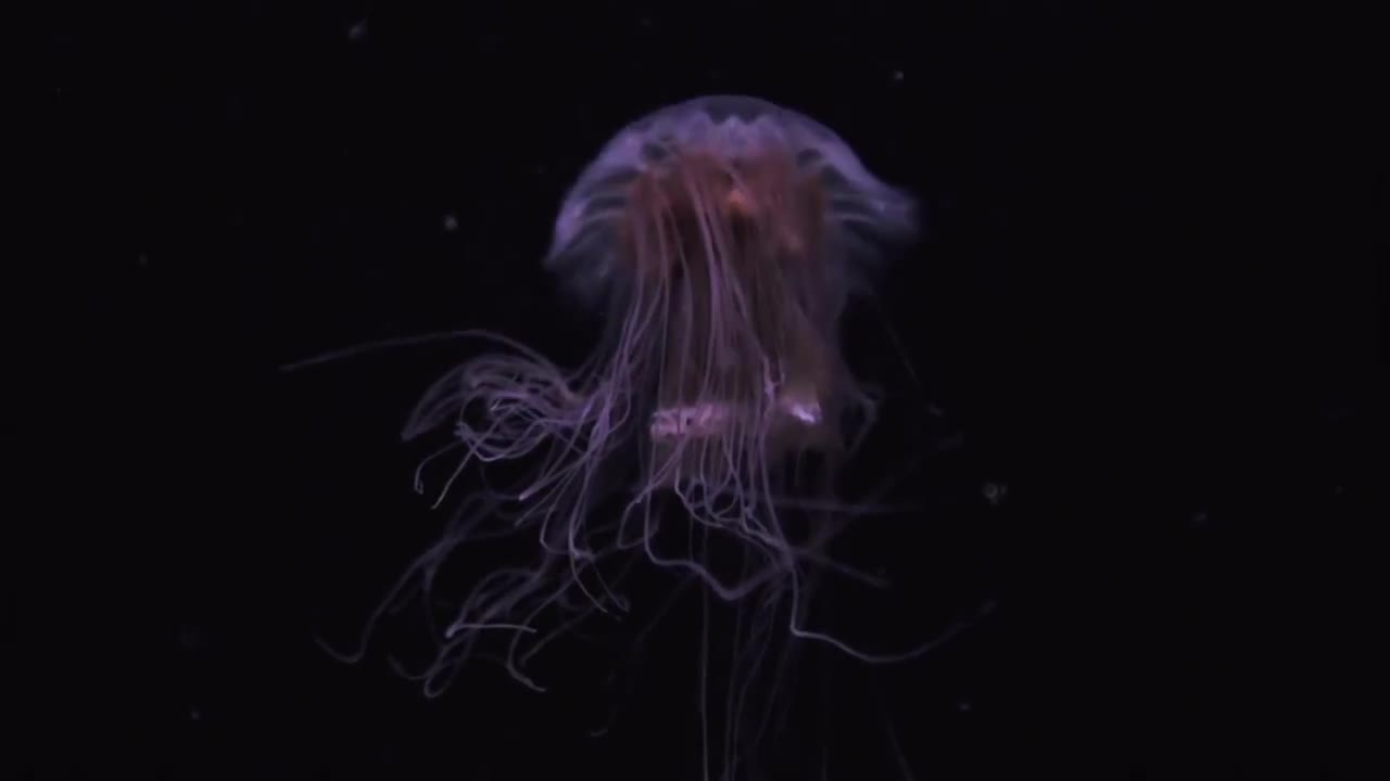 Tropical Jellyfish Stock Video Motion Array