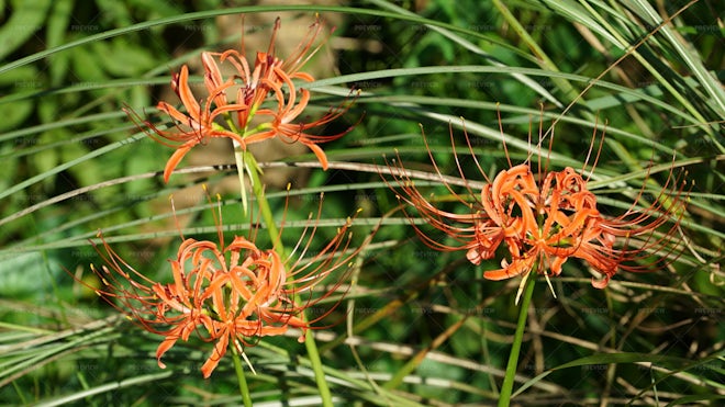 Natural Plants Lycoris Squamigera - Stock Photos | Motion Array