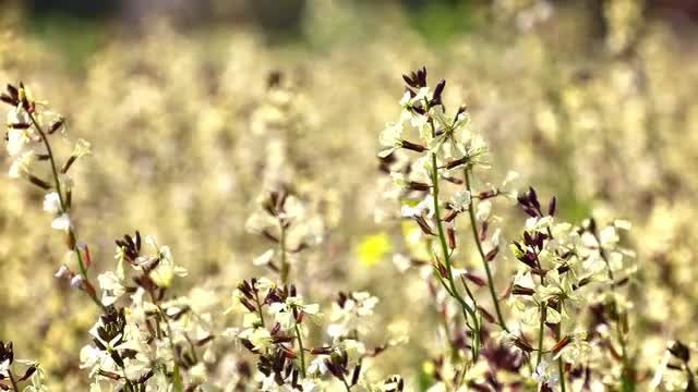 Flowers Swaying: Stock Video