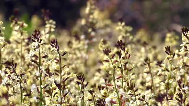 Flowers OnWindy Day: Stock Video