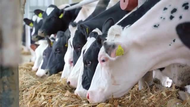 Feeding Cows: Stock Video