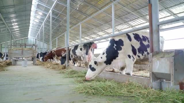 Cows Eat Hay: Stock Video