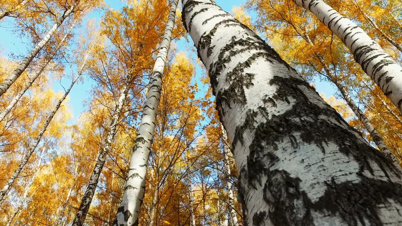 Falling Birch Leaves Stock Video Motion Array