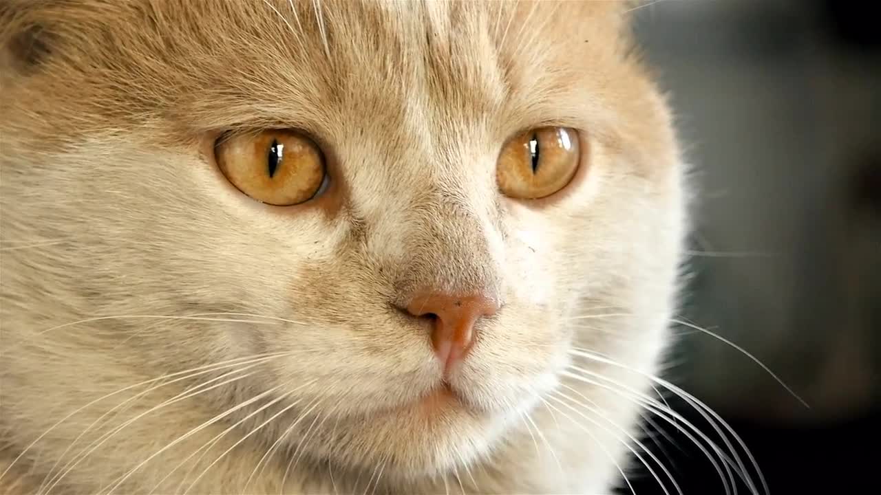 Muzzle Of A Cat Stock Video Motion Array