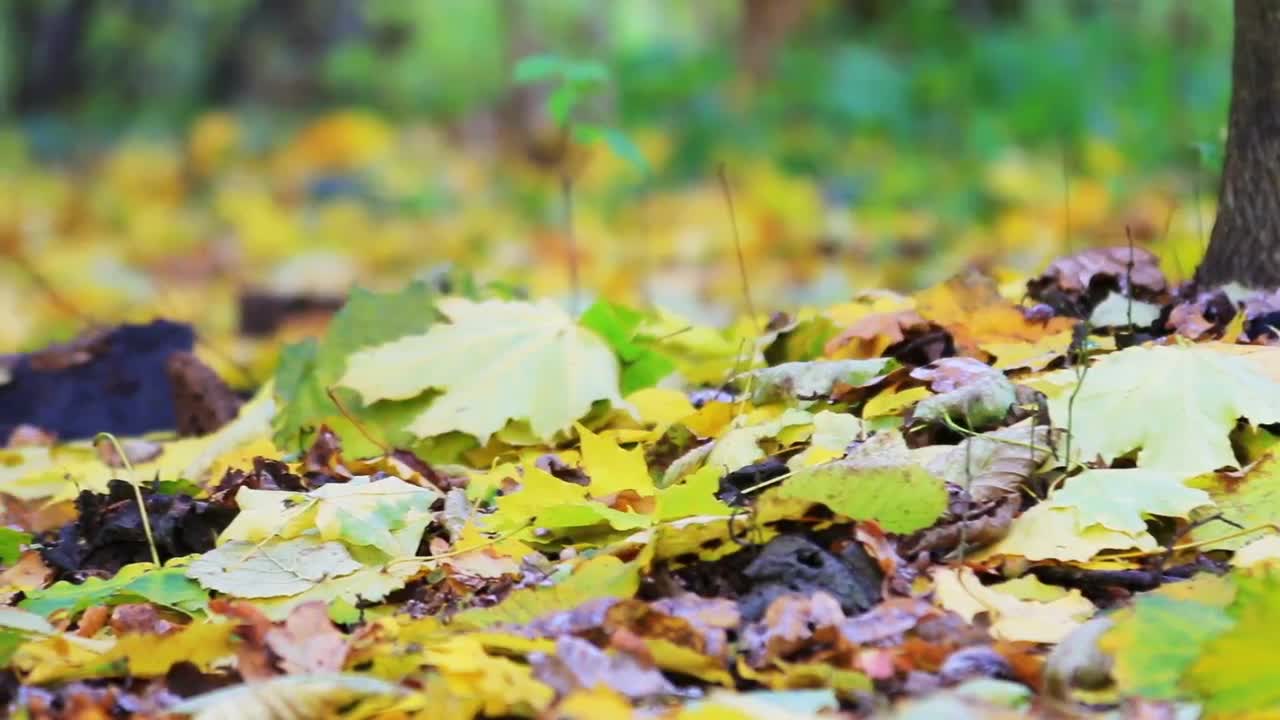 Fallen Leaves - Stock Video | Motion Array