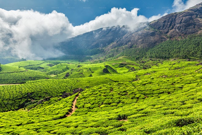 Tea Plantations In Munnar, Kerala, India - Stock Photos | Motion Array