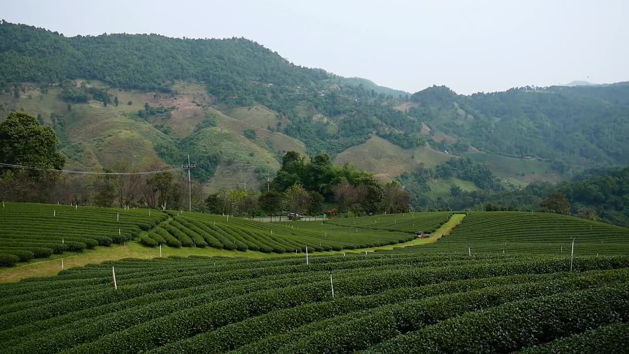 Tea Farm - Stock Video | Motion Array