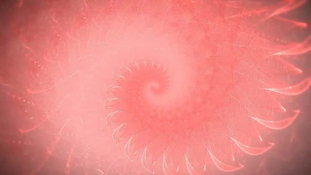 Pink Shell Spiral: Stock Motion Graphics