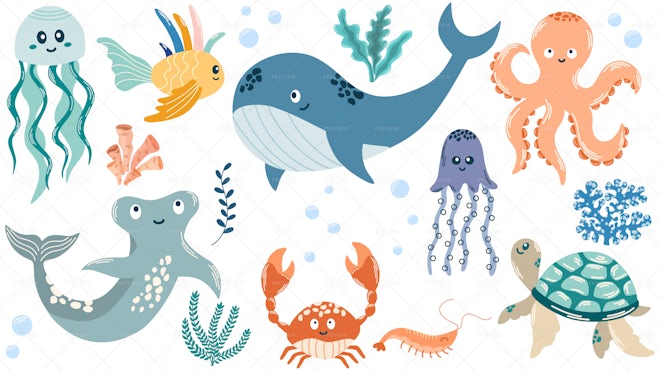 20 Sea Animal Illustrations - Graphics | Motion Array