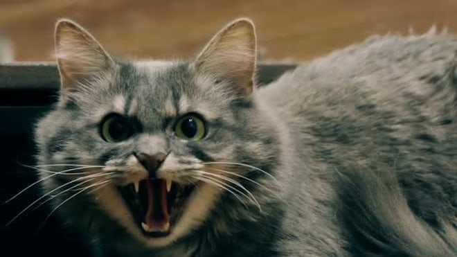 Hissing Cat - Stock Video | Motion Array