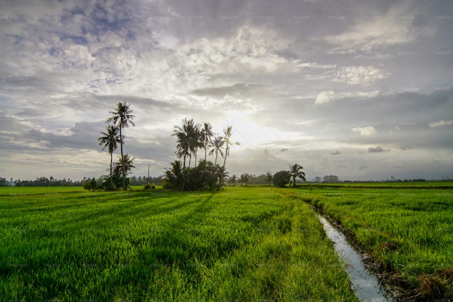 Amazing Sky At Paddy Field - Stock Photos | Motion Array