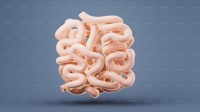 Intestinal Tract - Graphics | Motion Array