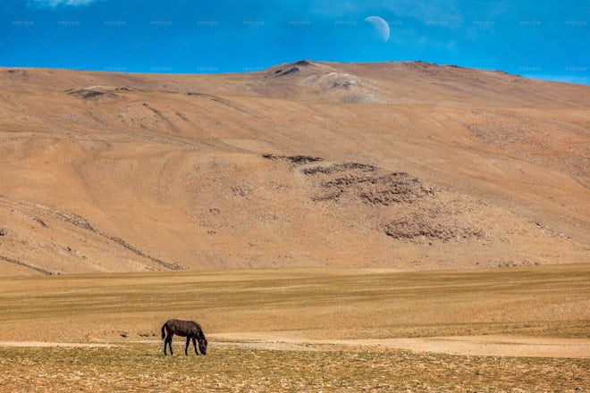 Horse Grazing In Himalayas. Ladakh, Jammu And Kashmir, India - Stock ...