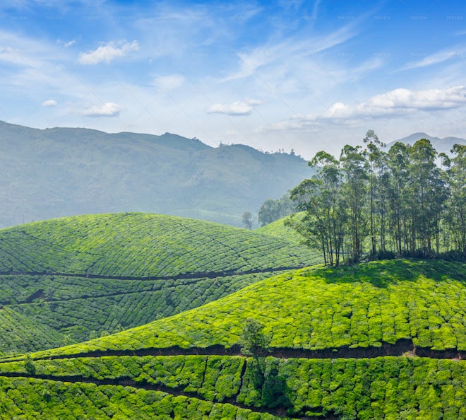 Indian Tea Concept Background - Tea Plantations. Munnar, Kerala, India 