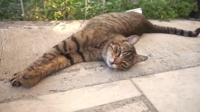 Tabby Cat Stretching: Stock Video