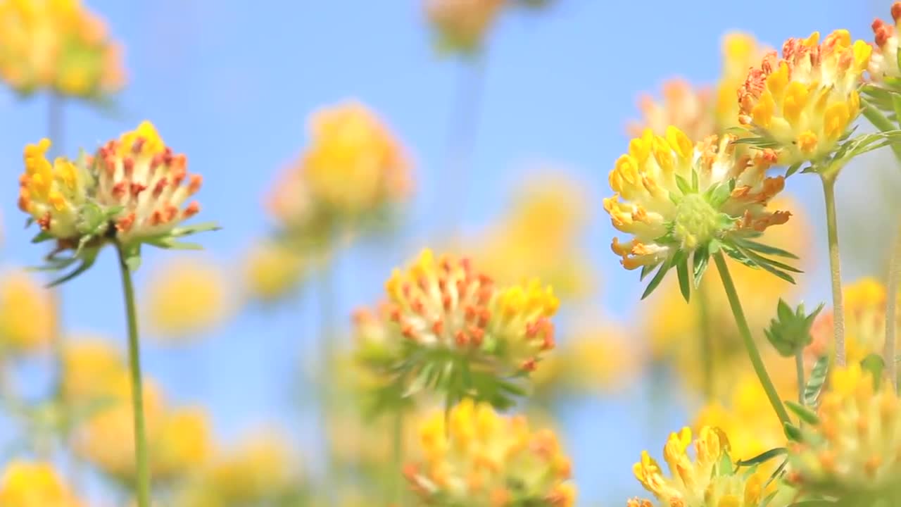 Yellow Clover Flower Stock Video Motion Array