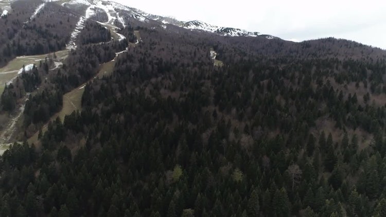 Mountain Trees: Stock Video