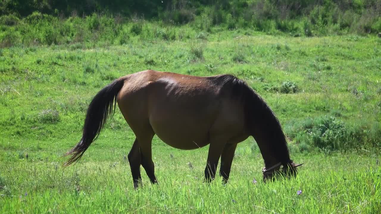 Pregnant Horse - Stock Video | Motion Array