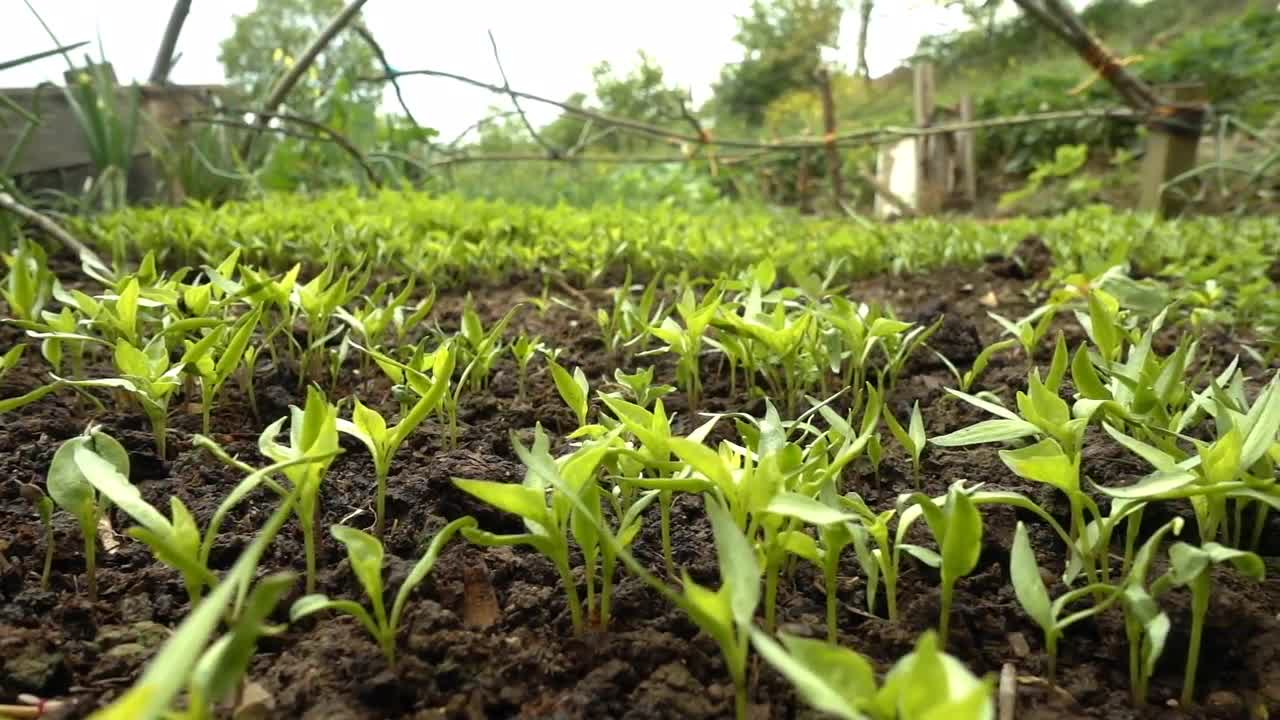 Corn Sprouts On Soil Stock Video Motion Array