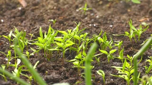 Rain Waters Corn Sprouts: Stock Video