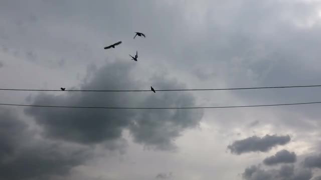 Flying Birds: Stock Video