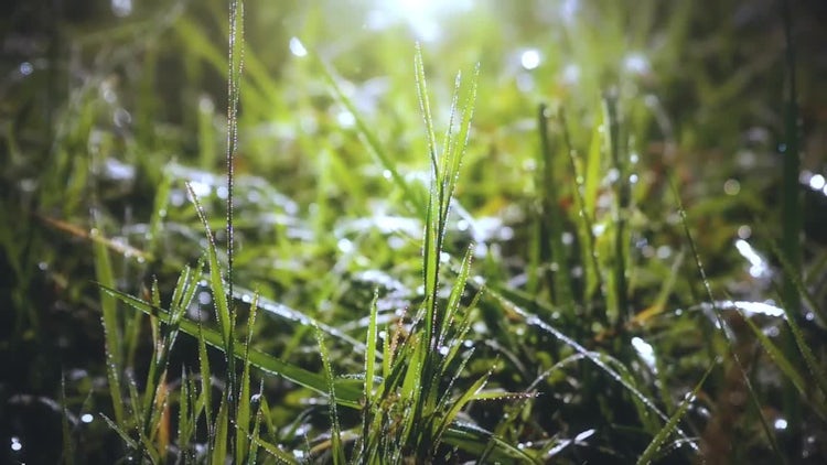 Morning Grass: Stock Video