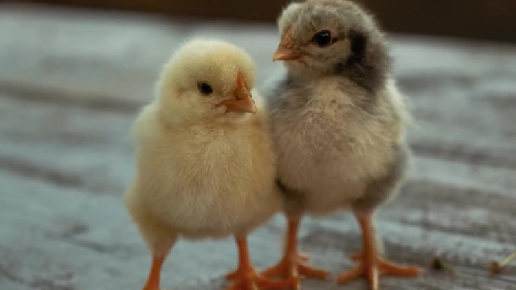 Chicks Resting: Stock Video