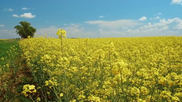Yellow Rapeseed Flowers: Stock Video