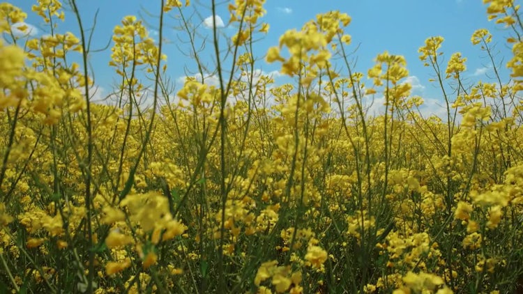 Rapeseed: Stock Video