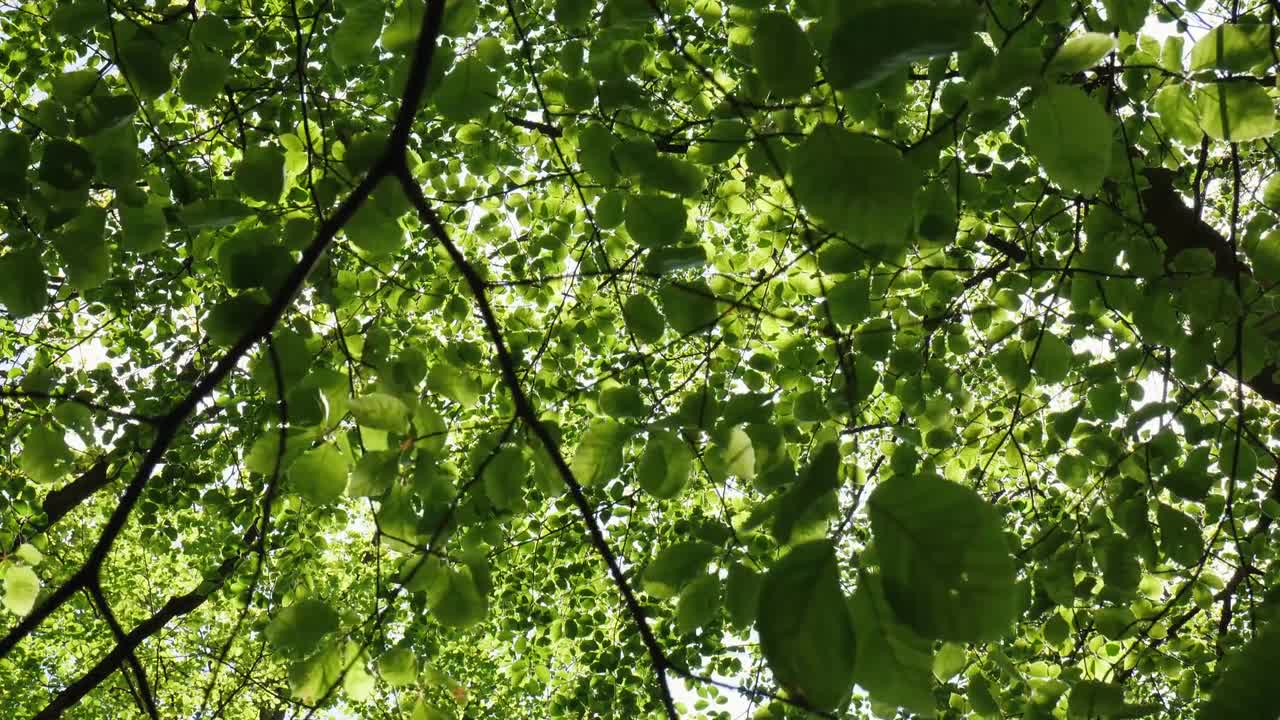 Wind Through Green Leaves - Stock Video | Motion Array