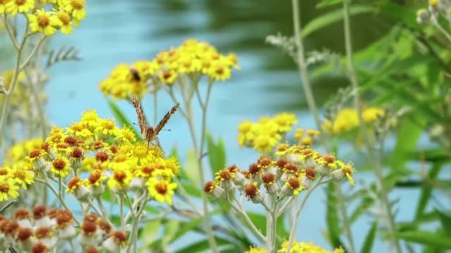 Yellow Daisies: Stock Video